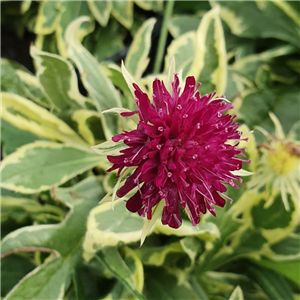 Knautia Macedonica 'Thunder & Lightning'